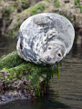 A grey seal basks on the rocks at St Tudwals Islands, North Wales. 
